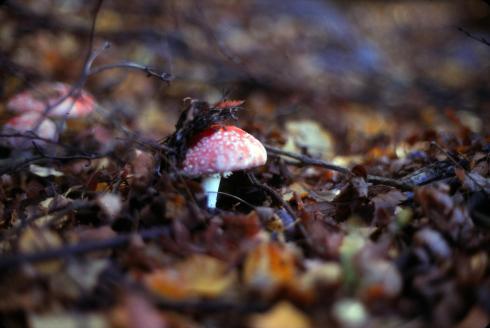 A toadstool 